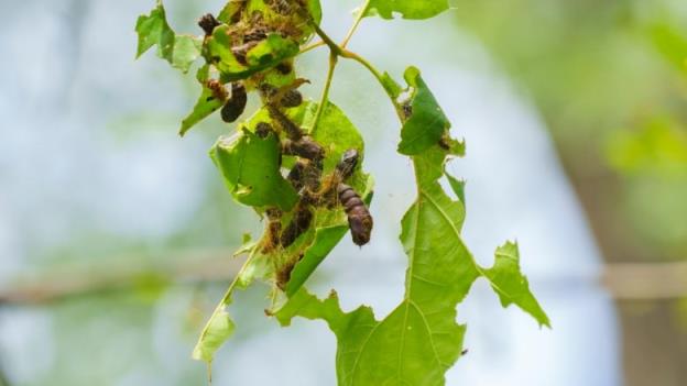 moth larvae on leafy branch