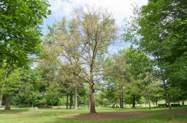 A tree with no leaves