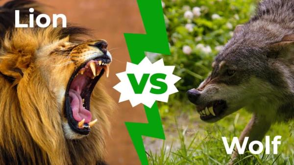 Lion vs wolf