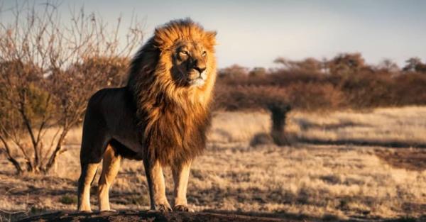 A Lion in the African Desert