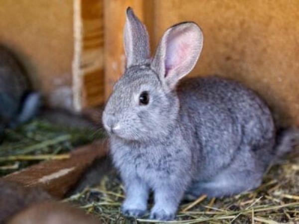 A Keeping A Pet Rabbit: Read BEFORE Buying