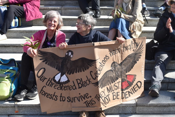 While logging native forest will be banned in 2024, much of the black cockatoo habitat is already gone, and the pine trees they live in are still being cut down. 