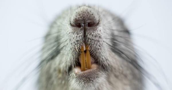 Squirrel Teeth - Squirrel Showing its Teeth