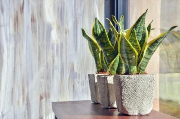 snake plant on counter