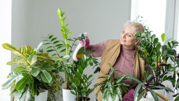 A senior woman watering her collection of houseplants.