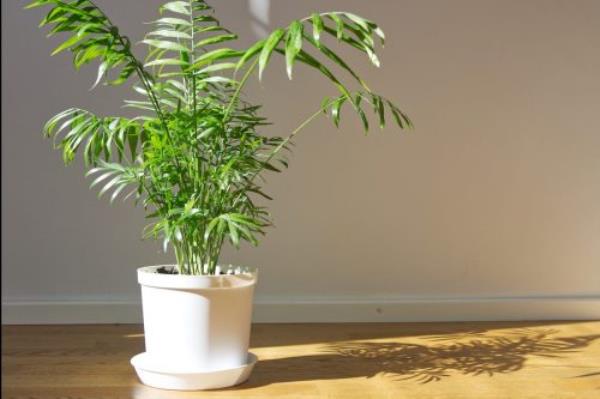 A Baby Rubber Plant in a white pot