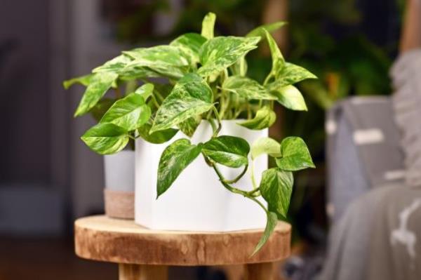 pothos indoor houseplant