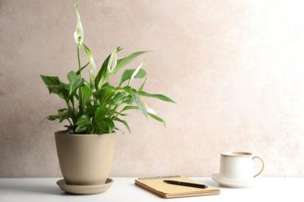 peace lily in a pot