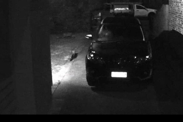 A fox sauntering in a front yard in Watsonia. 