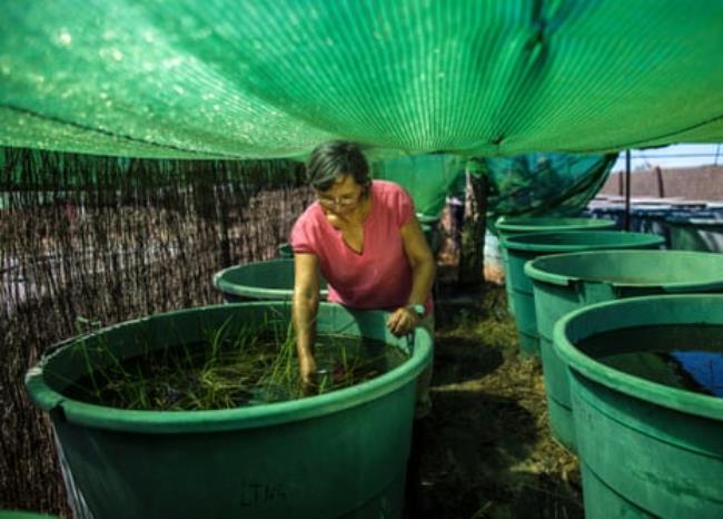 Carmen Paniagua at work in the Doñana biological station