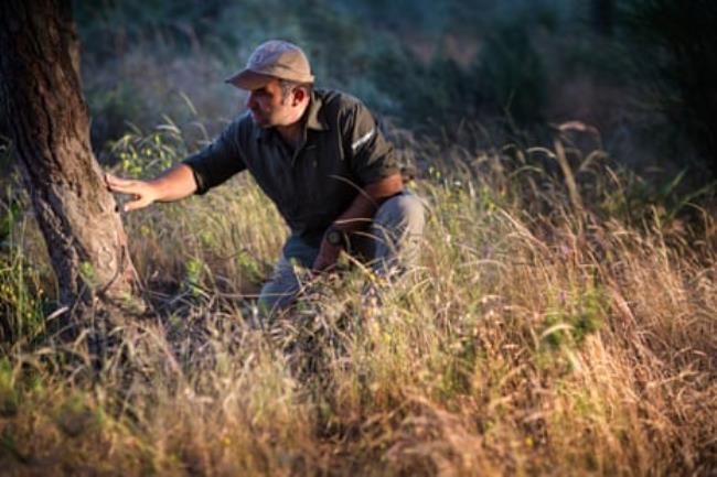 José María Galán, nature guide and wildlife tracker, examines a tree in Donana