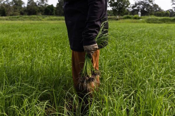 A farmer plants rice in Sisaket province, Thailand. Thai authorities have asked farmers to restrict rice planting to a single crop to co<em></em>nserve water, and sugar producers see output falling for the first time in three years. | BLOOMBERG