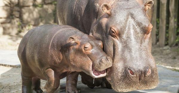 baby-hippo-closeup