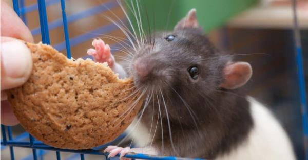 pet rat in cage eating coo<em></em>kie