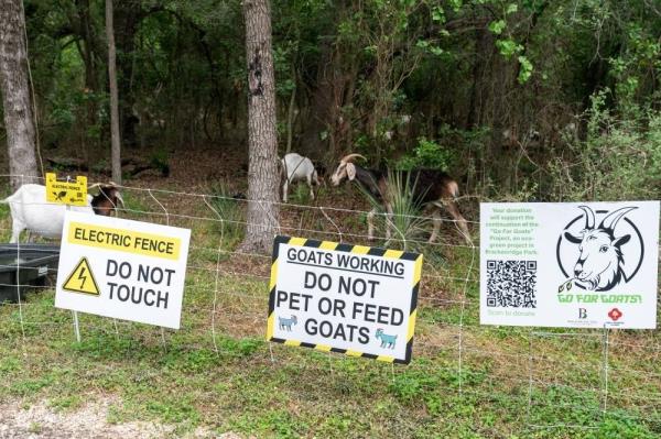 Goats eat overgrown vegetation at the Brackenridge Park Co<em></em>nservancy in San Antonio, Texas, on June 22, 2023. (Photo by SUZANNE CORDEIRO / AFP)