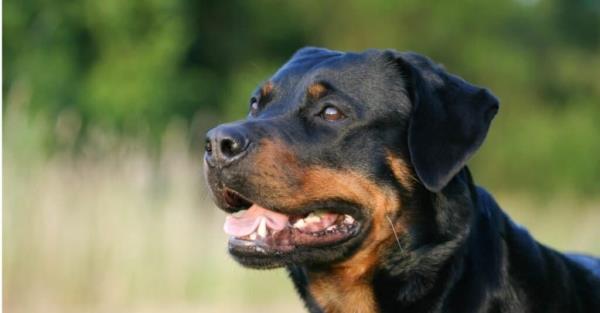 Stro<em></em>ngest Dog Breed Bite - Rottweiler