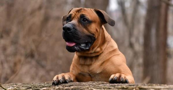 Stro<em></em>ngest Dog Breed Bite - Boerboel