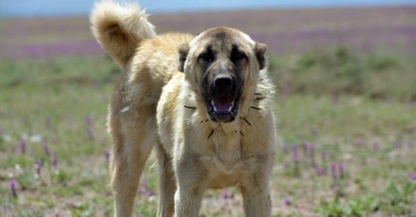 Stro<em></em>ngest Dog Breed Bite - Leonberger