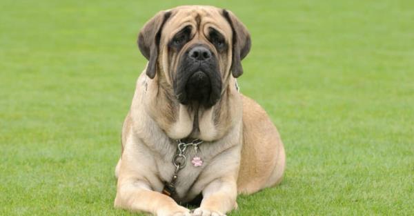 Mastiff laying down in grass