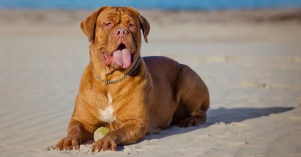 Biggest Dog Breeds_ Dogue de Bordeaux