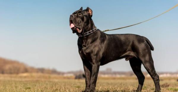 Stro<em></em>ngest Dog Breed Bite - Cane Corso