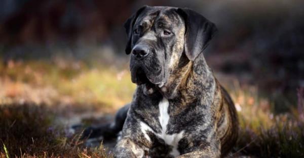 Stro<em></em>ngest Dog Breed Bite - Presa Canario