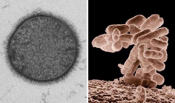 B. subtilis (left) and E. coli (right)