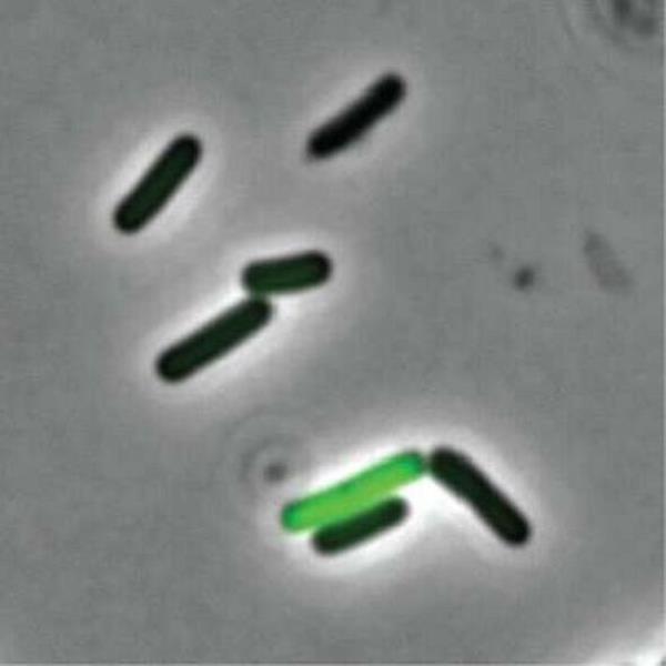 Two subpopulations of C. perfringens