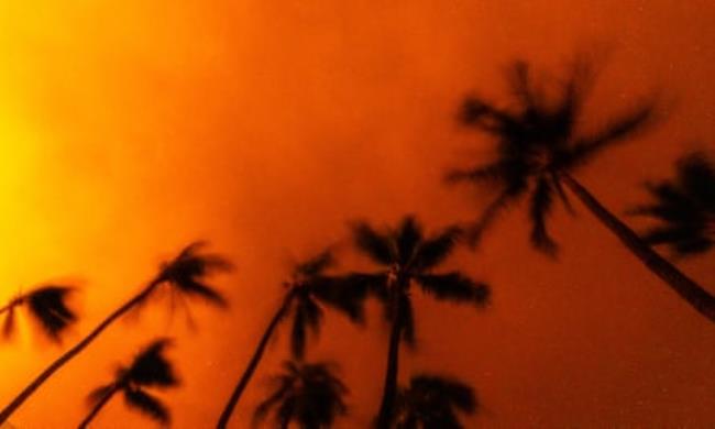 orange firey sky above palm trees