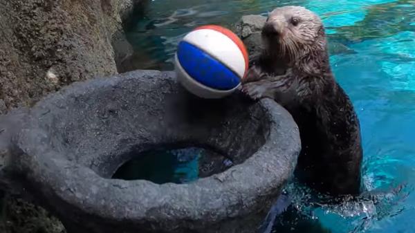 Juno the sea otter is gaining fame for her basketball prowess at the Oregon Zoo.