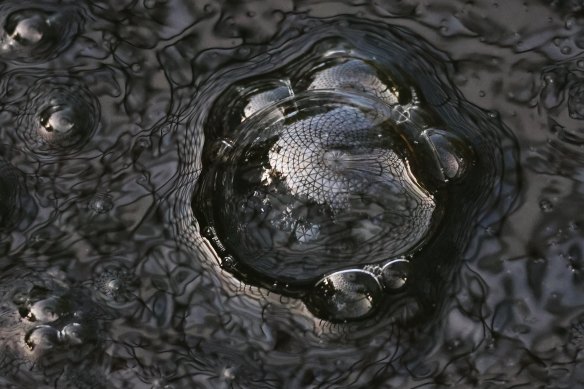 Green heart category winner: Dome in a Dome, by Trevor Petersen.