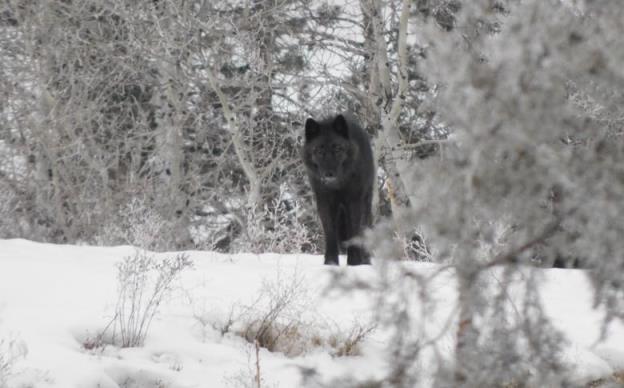 A black wolf stands on a snowy slope and stares at the camera.