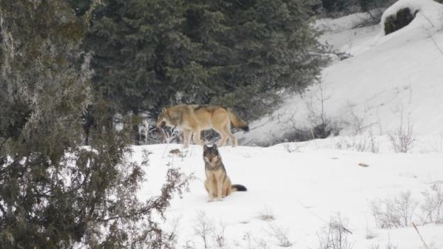 Two wolves stand on the slope full of snow.