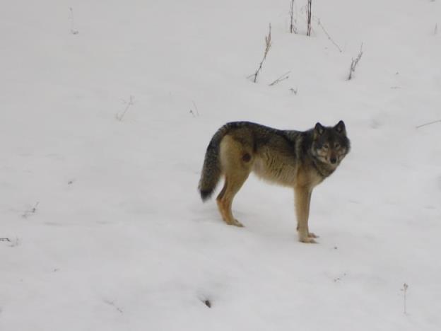 A wolf stands on a snowy slope