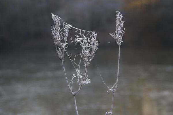 Frost in Sheffield Park and Garden, Sussex