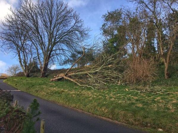 Storm damage in Coleton Fishacre