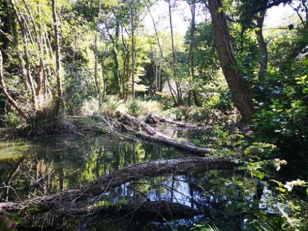 Wetlands created by beavers at Holnicote, Somerset