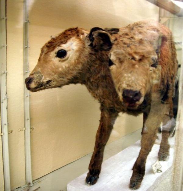 A stuffed two-headed calf